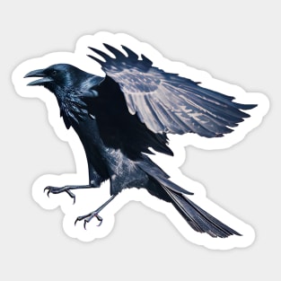 Raven in Mid-flight Sticker